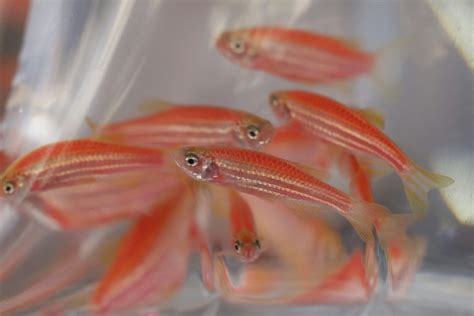 養魚的種類|【新手養魚點揀好】金魚街老闆介紹 5種易養淡水觀賞魚